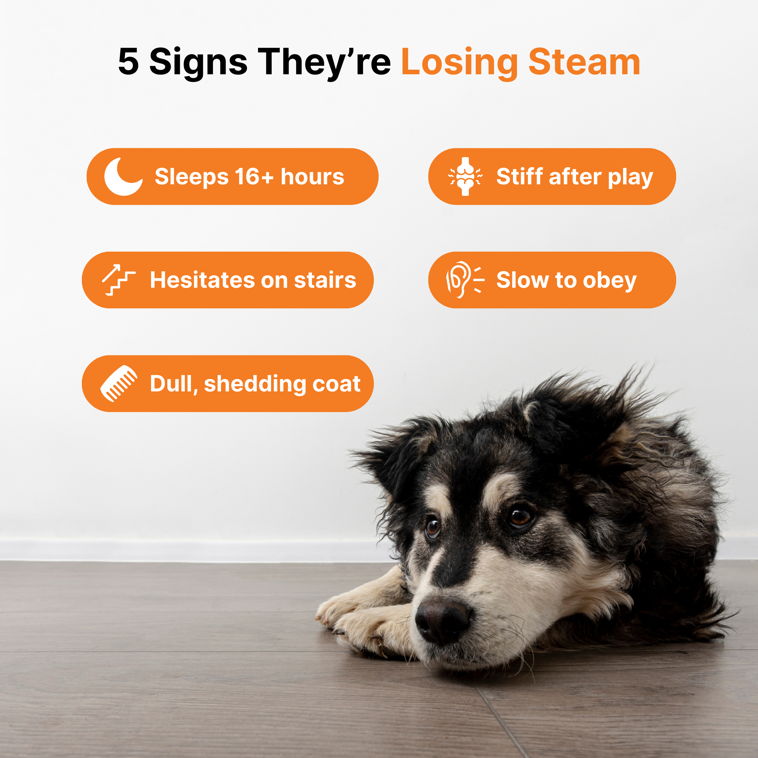 NAD+ Aging Supplement