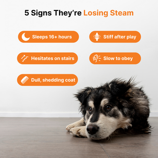 NAD+ Aging Supplement