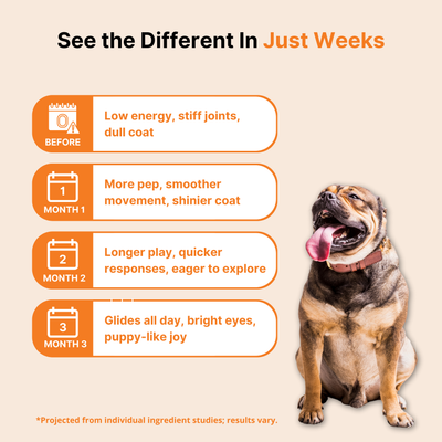 NAD+ Aging Supplement