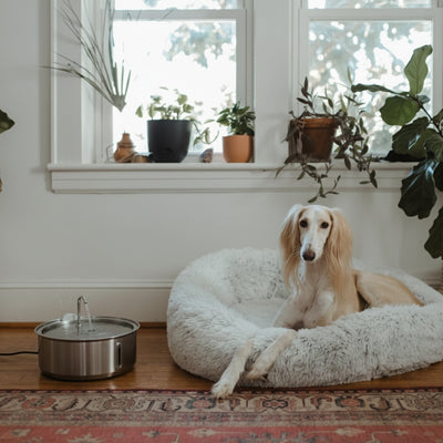 The Doggy Fountain™