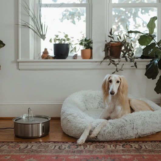 The Doggy Fountain™