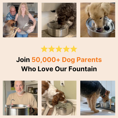 The Doggy Fountain™