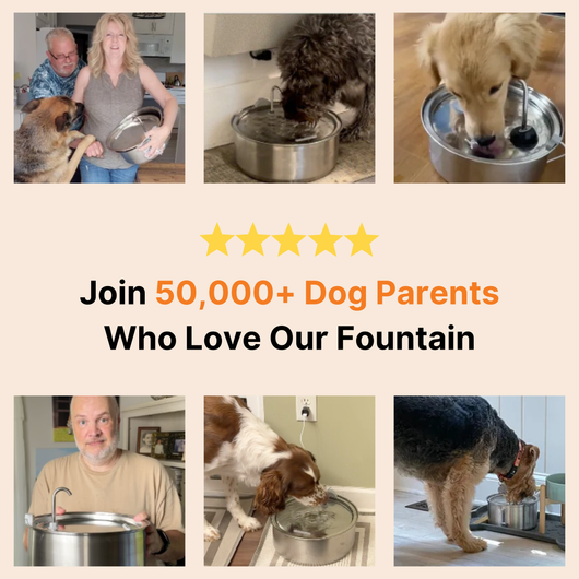 The Doggy Fountain™