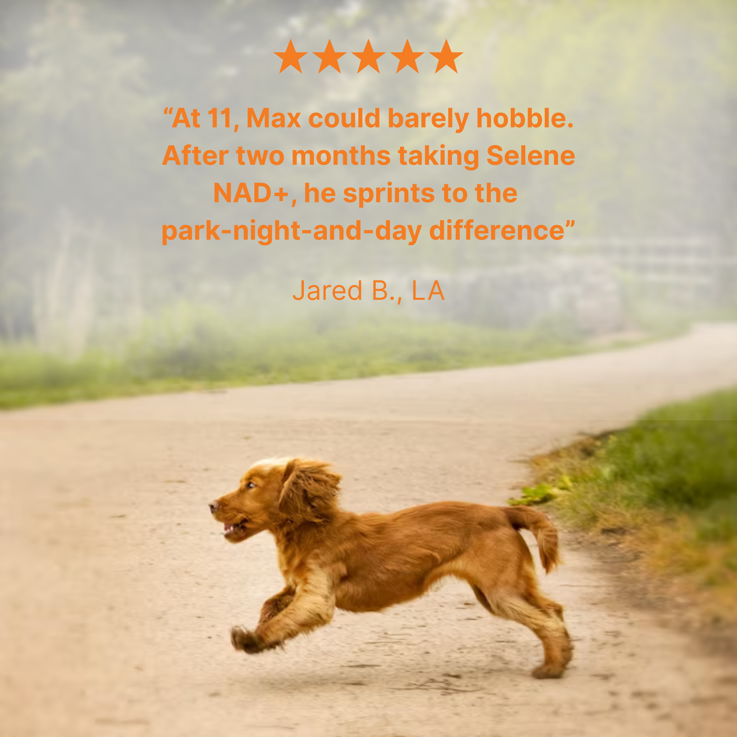 NAD+ Aging Supplement