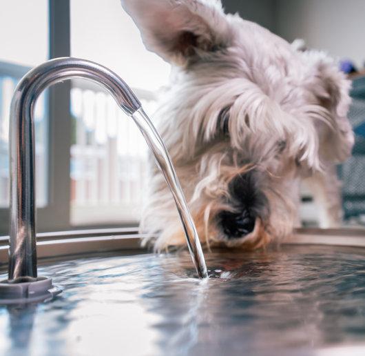 The Doggy Fountain™