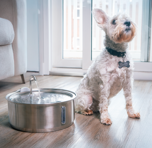 The Doggy Fountain™